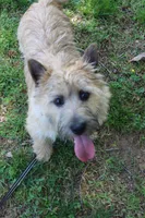 Dottie Pup #1, a male Cairn Terrier for sale in Lexington, NC – 4 of 5
