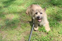 Dottie Pup #1, a male Cairn Terrier for sale in Lexington, NC – 5 of 5