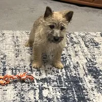 Dottie Pup #1, a male Cairn Terrier for sale in Lexington, NC – Photo 4 of 5