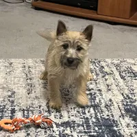 Dottie Pup #1, a male Cairn Terrier for sale in Lexington, NC – Photo 3 of 5