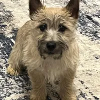 Dottie Pup #1, a male Cairn Terrier for sale in Lexington, NC – Photo 2 of 5