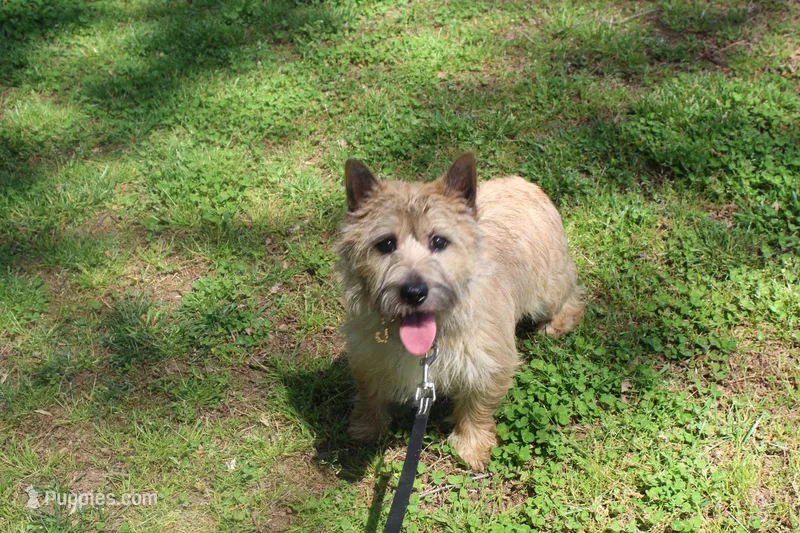 Dottie Pup #1 – Cairn Terrier puppy for sale in Lexington, NC