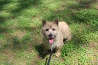 Dottie Pup #1, a male Cairn Terrier for sale in Lexington, NC – 1 of 5