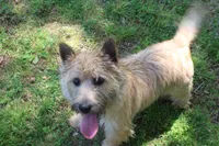 Dottie Pup #1, a male Cairn Terrier for sale in Lexington, NC – 3 of 5