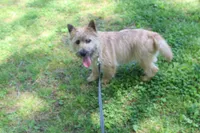 Dottie Pup #1, a male Cairn Terrier for sale in Lexington, NC – 2 of 5