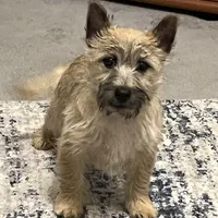 Dottie Pup #1, a male Cairn Terrier for sale in Lexington, NC – Photo 1 of 5