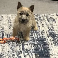 Dottie Pup #1, a male Cairn Terrier for sale in Lexington, NC – Photo 5 of 5