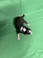 Diamond Pup #3, a male Shetland Sheepdog for sale in Lexington, NC – 4 of 6