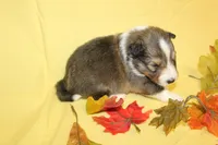 Diamond Pup #6, a male Shetland Sheepdog for sale in Lexington, NC – 6 of 7