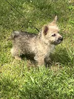 Annie's Pup 3, a female Cairn Terrier for sale in Lexington, NC – Photo 4 of 7
