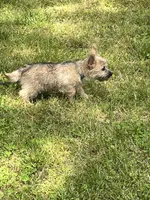 Annie's Pup 3, a female Cairn Terrier for sale in Lexington, NC – Photo 3 of 7