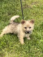 Annie's Pup 3, a female Cairn Terrier for sale in Lexington, NC – Photo 1 of 7