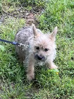 Annie's Pup 3, a female Cairn Terrier for sale in Lexington, NC – Photo 2 of 7