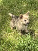 Annie's Pup 3, a female Cairn Terrier for sale in Lexington, NC – Photo 7 of 7