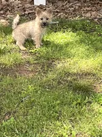 Annie's Pup 3, a female Cairn Terrier for sale in Lexington, NC – Photo 6 of 7