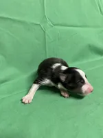 Diamond Pup #3, a male Shetland Sheepdog for sale in Lexington, NC – 3 of 6