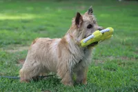 Dottie Pup #1, a male Cairn Terrier for sale in Lexington, NC – 9 of 10