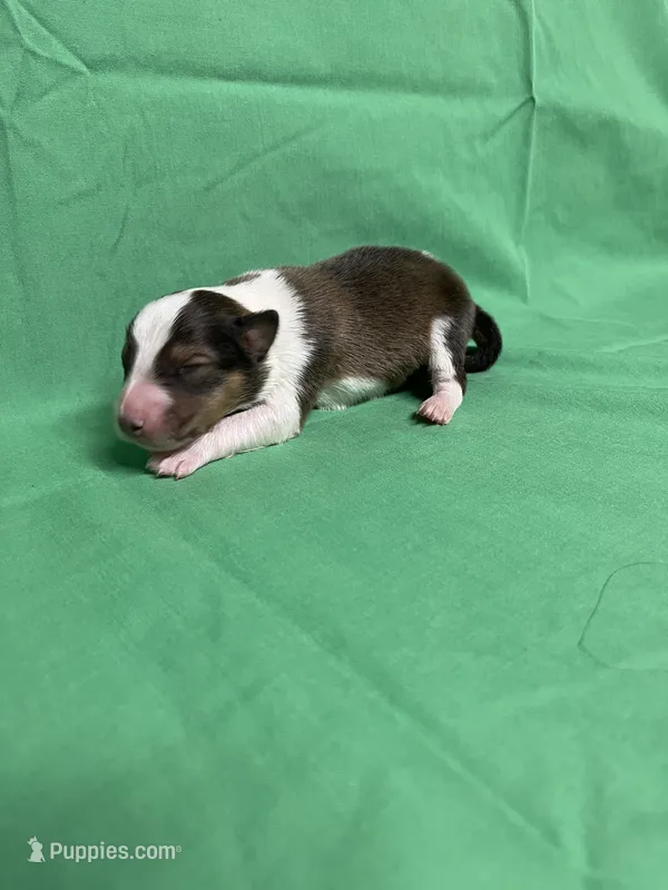 Diamond Pup #4 – Shetland Sheepdog puppy for sale in Lexington, NC