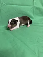 Diamond Pup #4, a male Shetland Sheepdog for sale in Lexington, NC – 1 of 6