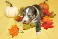 Diamond Pup #6, a male Shetland Sheepdog for sale in Lexington, NC – 2 of 7