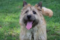 Dottie Pup #1, a male Cairn Terrier for sale in Lexington, NC – 7 of 10