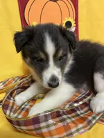 Diamond Pup #1, a male Shetland Sheepdog for sale in Lexington, NC – 4 of 6