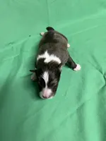 Diamond Pup #6, a male Shetland Sheepdog for sale in Lexington, NC – 3 of 6