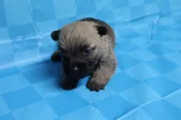 Twix, a male Cairn Terrier for sale in Lexington, NC – Photo 8 of 10