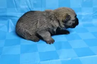 Twix, a male Cairn Terrier for sale in Lexington, NC – Photo 4 of 10