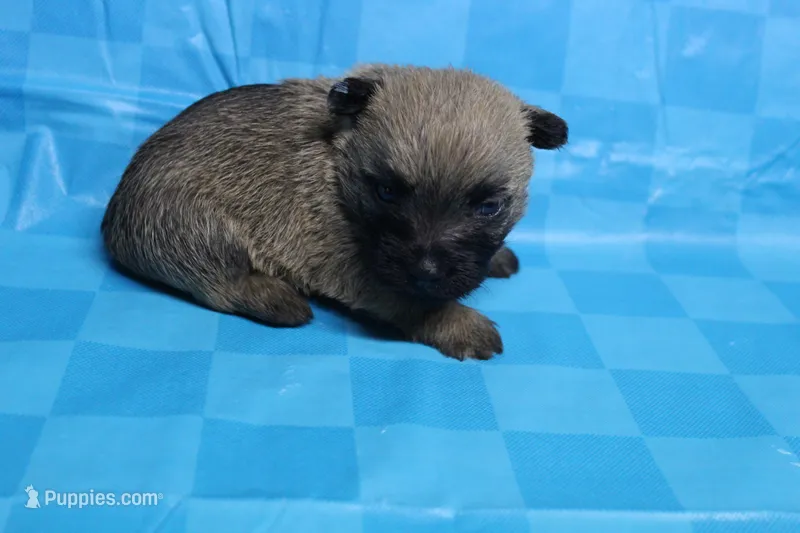 Twix, a male Cairn Terrier for sale in Lexington, NC – Photo 1 of 10