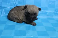 Twix, a male Cairn Terrier for sale in Lexington, NC – Photo 1 of 10