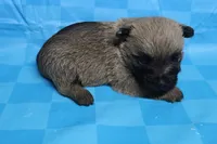 Twix, a male Cairn Terrier for sale in Lexington, NC – Photo 5 of 10