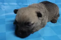 Twix, a male Cairn Terrier for sale in Lexington, NC – Photo 7 of 10