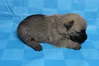 Twix, a male Cairn Terrier for sale in Lexington, NC – Photo 2 of 10