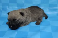 Twix, a male Cairn Terrier for sale in Lexington, NC – Photo 10 of 10