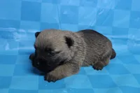 Twix, a male Cairn Terrier for sale in Lexington, NC – Photo 9 of 10