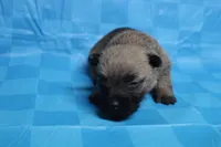 Twix, a male Cairn Terrier for sale in Lexington, NC – Photo 3 of 10