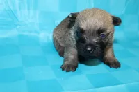 Twix, a male Cairn Terrier for sale in Lexington, NC – Photo 6 of 10