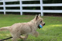 Munchkin Pup #1, a male Cairn Terrier for sale in Lexington, NC – 9 of 10