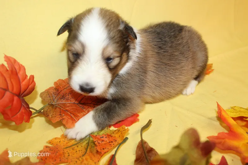 Diamond Pup #5 – Shetland Sheepdog puppy for sale in Lexington, NC