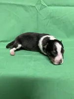 Diamond Pup #1, a male Shetland Sheepdog for sale in Lexington, NC – 4 of 4