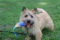 Dottie Pup #1, a male Cairn Terrier for sale in Lexington, NC – 5 of 10