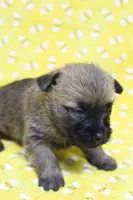 Munchkin Pup #7, a female Cairn Terrier for sale in Lexington, NC – Photo 3 of 8