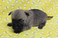 Munchkin Pup #7, a female Cairn Terrier for sale in Lexington, NC – Photo 4 of 8