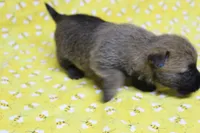 Munchkin Pup #7, a female Cairn Terrier for sale in Lexington, NC – Photo 8 of 8