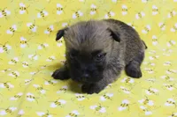 Munchkin Pup #7, a female Cairn Terrier for sale in Lexington, NC – Photo 5 of 8