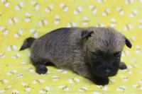 Munchkin Pup #7, a female Cairn Terrier for sale in Lexington, NC – Photo 7 of 8