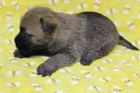 Munchkin Pup #7, a female Cairn Terrier for sale in Lexington, NC – Photo 6 of 8