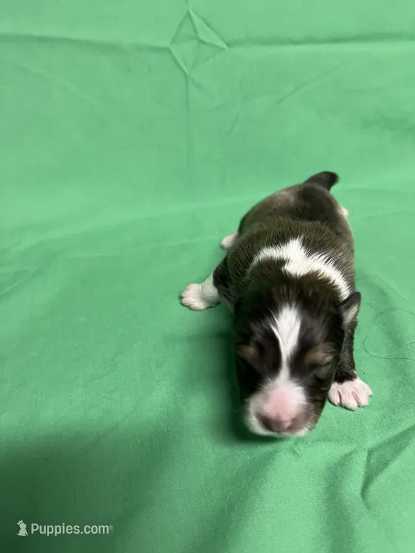 Diamond Pup #6 – Shetland Sheepdog puppy for sale in Lexington, NC