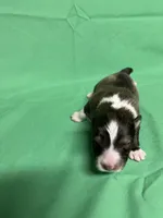 Diamond Pup #6, a male Shetland Sheepdog for sale in Lexington, NC – 1 of 6